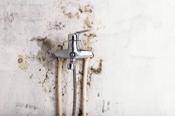 Best Mold Remediation for Specific Building Types in Lordsburg, NM