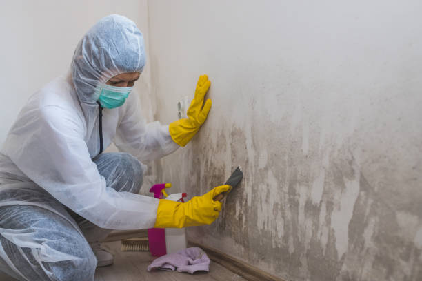 Best Bathroom Mold Remediation in Lordsburg, NM