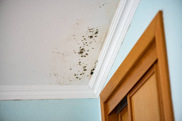 Trusted Lordsburg, NM Mold Remediation Experts