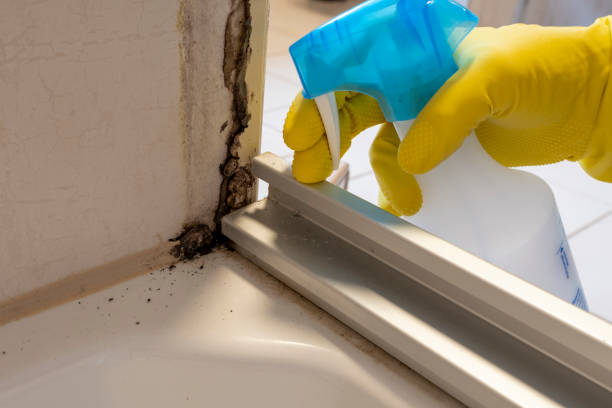 Trusted Lordsburg, NM Mold Remediation Experts