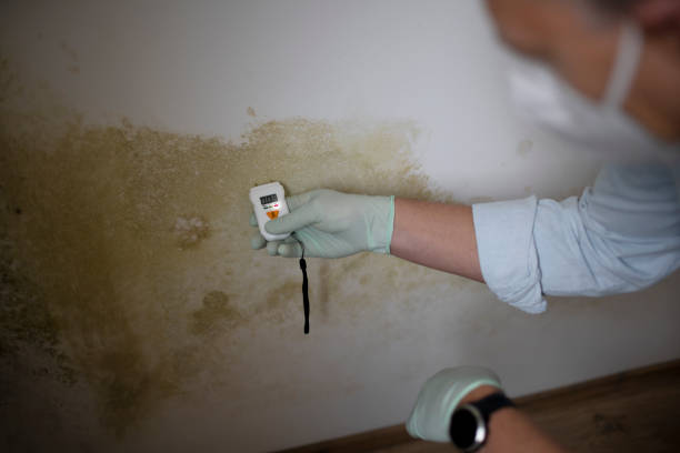 Best Black Mold Remediation in Lordsburg, NM