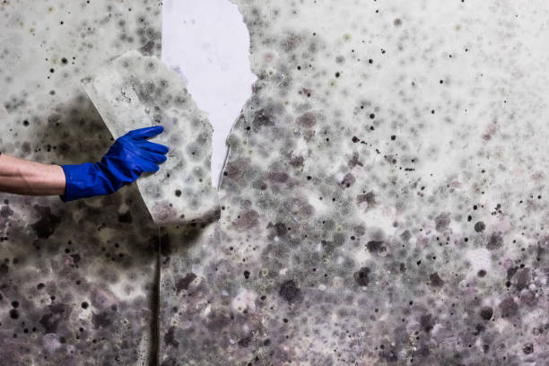 Best HVAC Mold Remediation in Lordsburg, NM